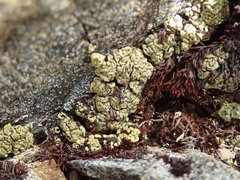 Arthrorhaphis alpina