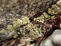 Arthrorhaphis alpina