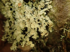 Pannaria athroophylla