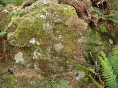 Pannaria athroophylla