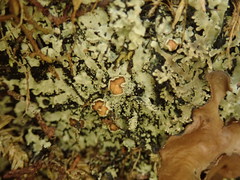 Pannaria athroophylla