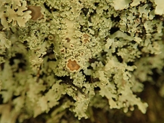 Pannaria athroophylla