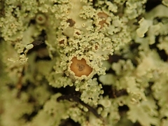 Pannaria athroophylla