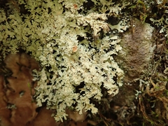 Pannaria athroophylla