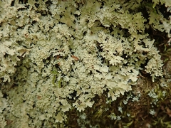 Pannaria athroophylla