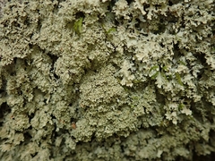 Pannaria athroophylla