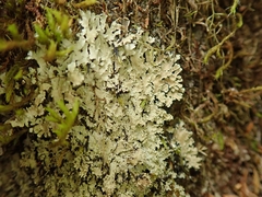 Pannaria athroophylla