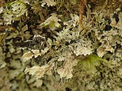 Pannaria athroophylla