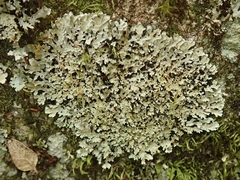 Pannaria athroophylla