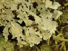 Pannaria athroophylla
