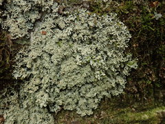 Pannaria athroophylla