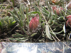 Townsendia hookeri