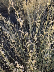 Angiospermae