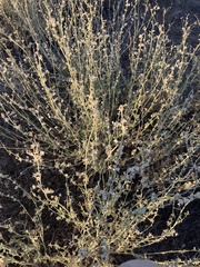 Angiospermae