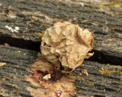 Amphibolips quercusostensackenii