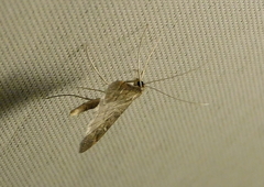 Dolicharthria punctalis