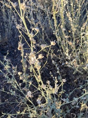 Angiospermae