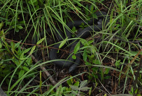 Black Pine Snake photographed in Mississippi