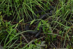 Pituophis melanoleucus lodingi