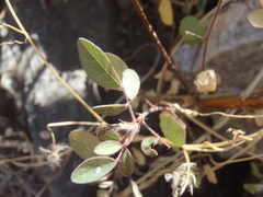 Desmodium psilocarpum