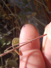 Desmodium psilocarpum