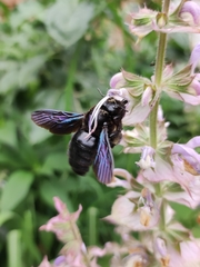 Xylocopa