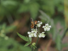 Gymnoclytia occidentalis