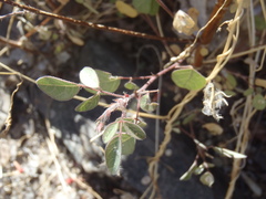 Desmodium psilocarpum