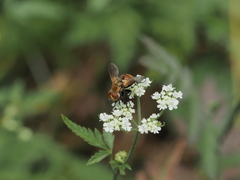 Gymnoclytia occidentalis