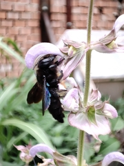 Xylocopa