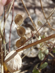 Desmodium psilocarpum