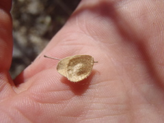 Desmodium psilocarpum