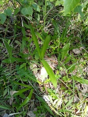 Gymnadenia densiflora