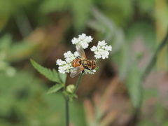 Gymnoclytia occidentalis