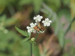 Gymnoclytia occidentalis