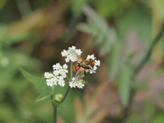 Gymnoclytia occidentalis