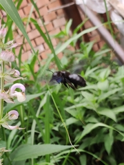 Xylocopa