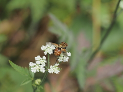 Gymnoclytia occidentalis