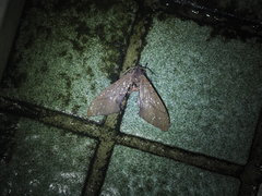 Marumba cristata