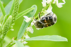 Trichiotinus piger