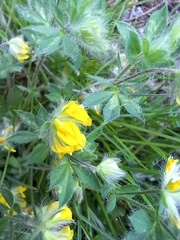 Lotus parviflorus