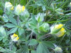 Lotus parviflorus