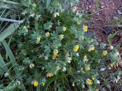 Lotus parviflorus