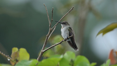 Talaphorus chlorocercus