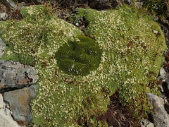 Kelleria croizatii