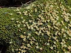 Kelleria croizatii