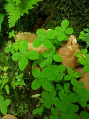 Galium kamtschaticum