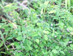 Malpighia emarginata