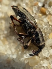 Sphenophorus pertinax