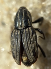 Sphenophorus pertinax